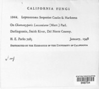 Seynesiella sequoiae image